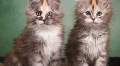 Як вибрати кошеня мейн кун